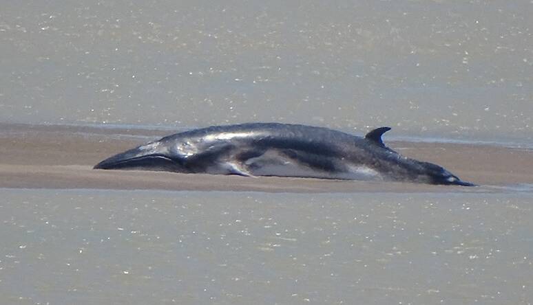 STRANDED: A minke whale has died off the coast of Karumba. Photo: Robyn Smith