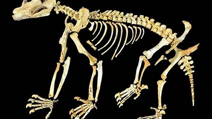 Complete skeleton of a Nimbadon discovered at Riversleigh.