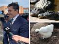 Clockwise from left, defence lawyer Bryan Wrench at Raymond Terrace Local Court in February, file picture of alligators at Oakvale Wildlife Park, and the hen known as Betty White. 