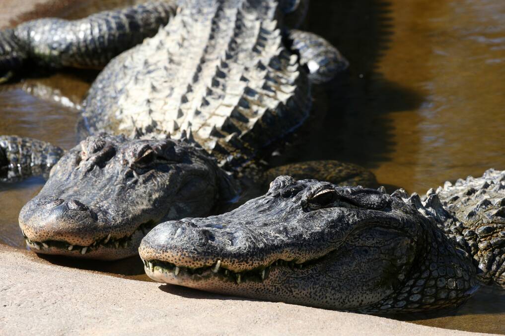Alligators at Oakvale Wildlife Park. File picture by Peter Lorimer