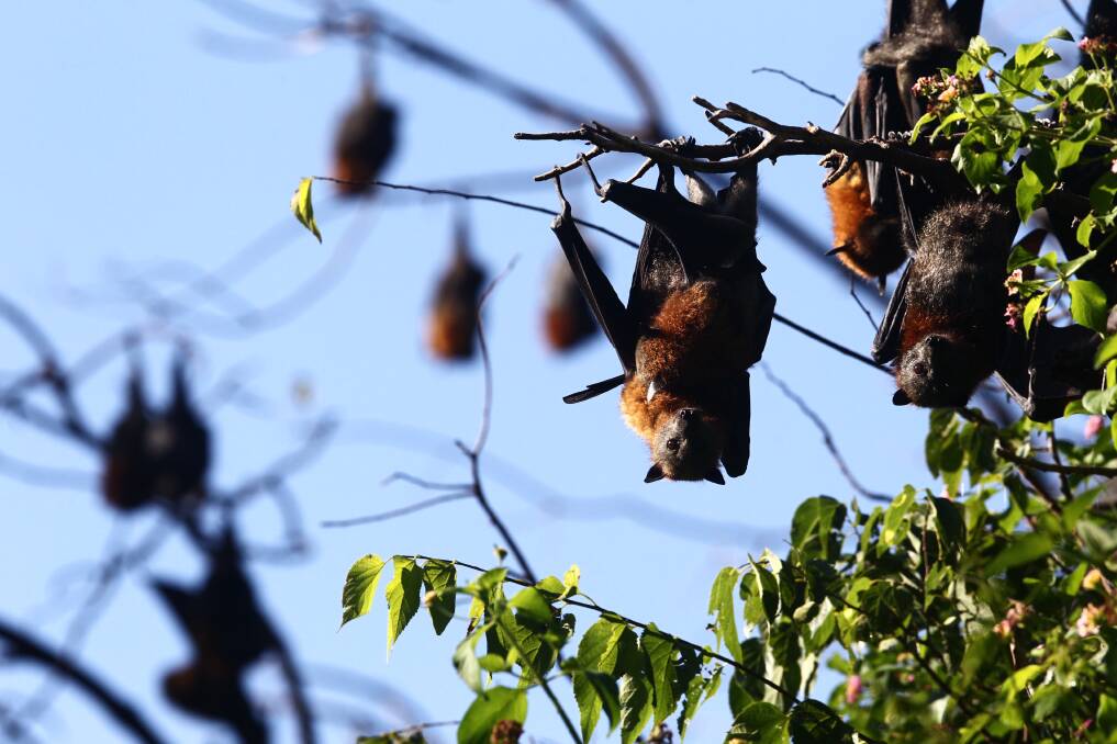 OUTFOXED: The NSW Office of Environment and Heritage has released a draft code of practice for dealing with flying fox camps. There are roughly 20 in the Hunter, some that have caused problems with residents. Picture: Dean Sewell