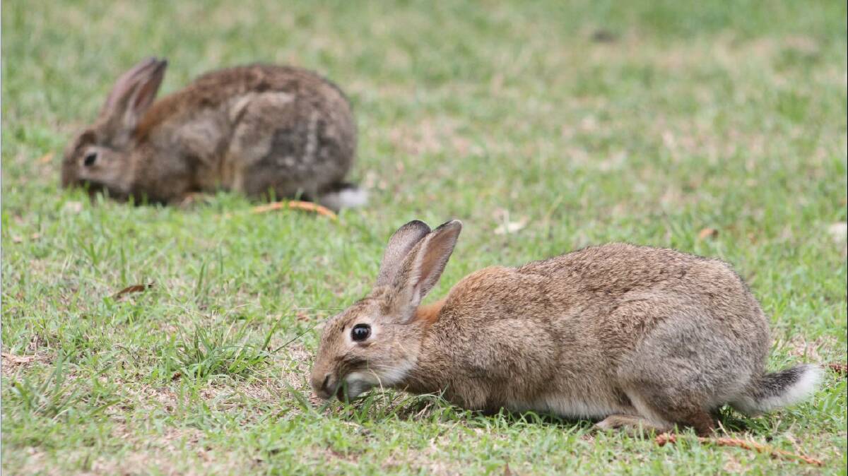 Pet rabbits owners urged to vaccinate animals