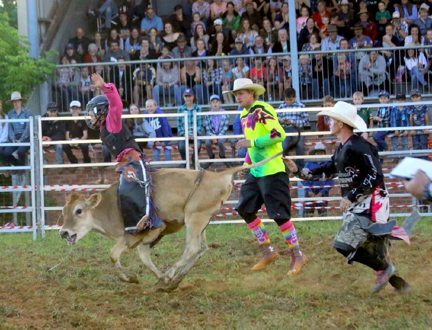 HOLD ON: A junior competitor at the Dorrigo Show rodeo shows all the skills to remain aboard for the eight seconds.