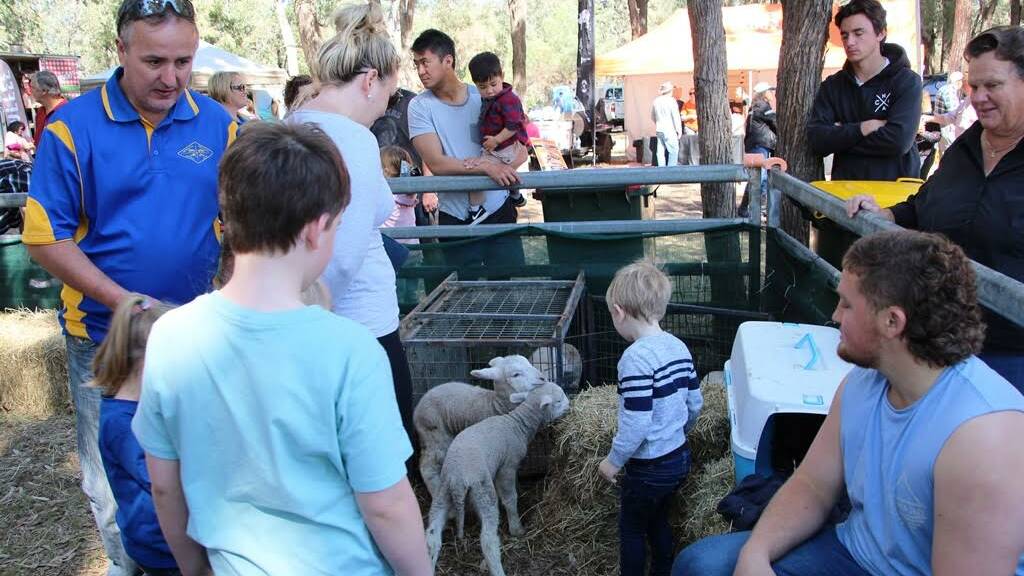 ANIMALS: Calves, chickens, rescue donkeys, miniature ponies and two Tasmanian devil joeys were an all round crowd pleaser on the day. 