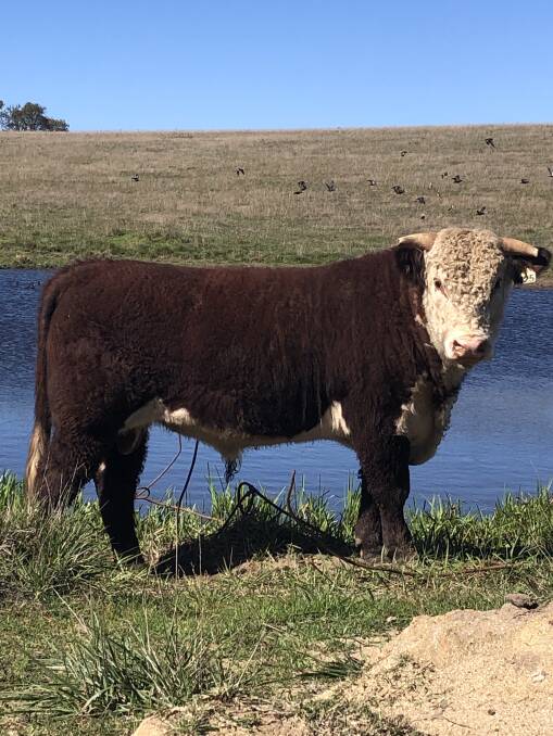 Amos-Vale Flagship No.25 will be on sale at the 35th annual on-property bull sale at Amos-Vale Hereford Stud.