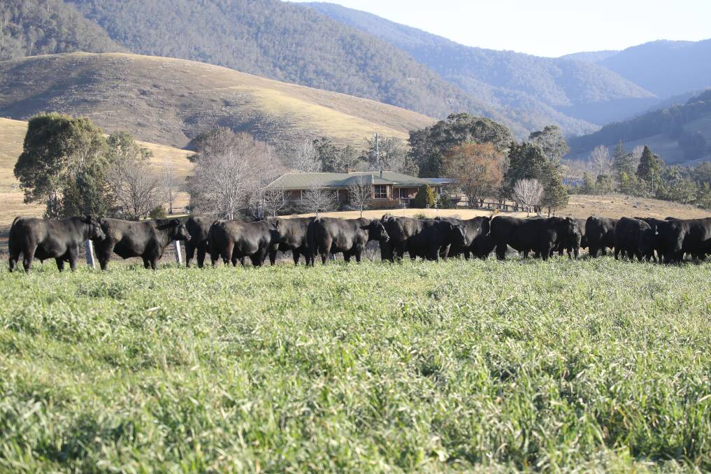 Knowla sale bulls under preparation on oats and rye in the foothills of the Barringtons.
