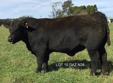 SALE:Lot 10. N38 A star bull by Plattemere Weigh Up K360
