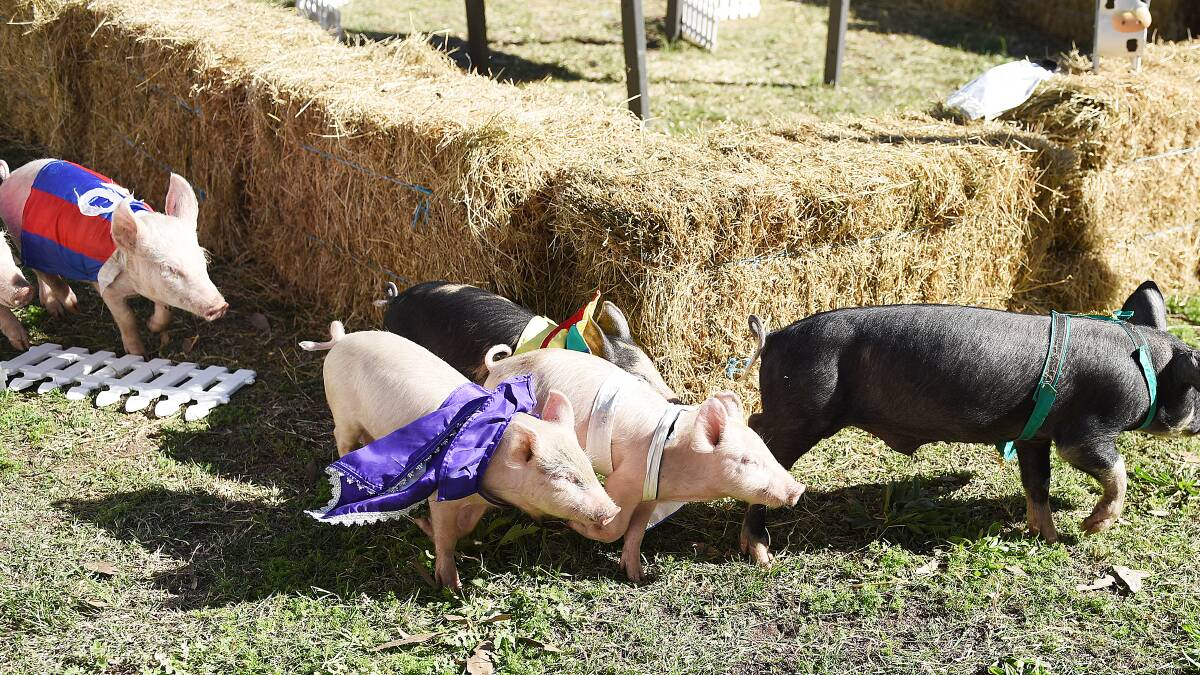 Oink Oink: Piglet races are a popular event at the annual Tocal Field Days and have the kids squealing with delight.