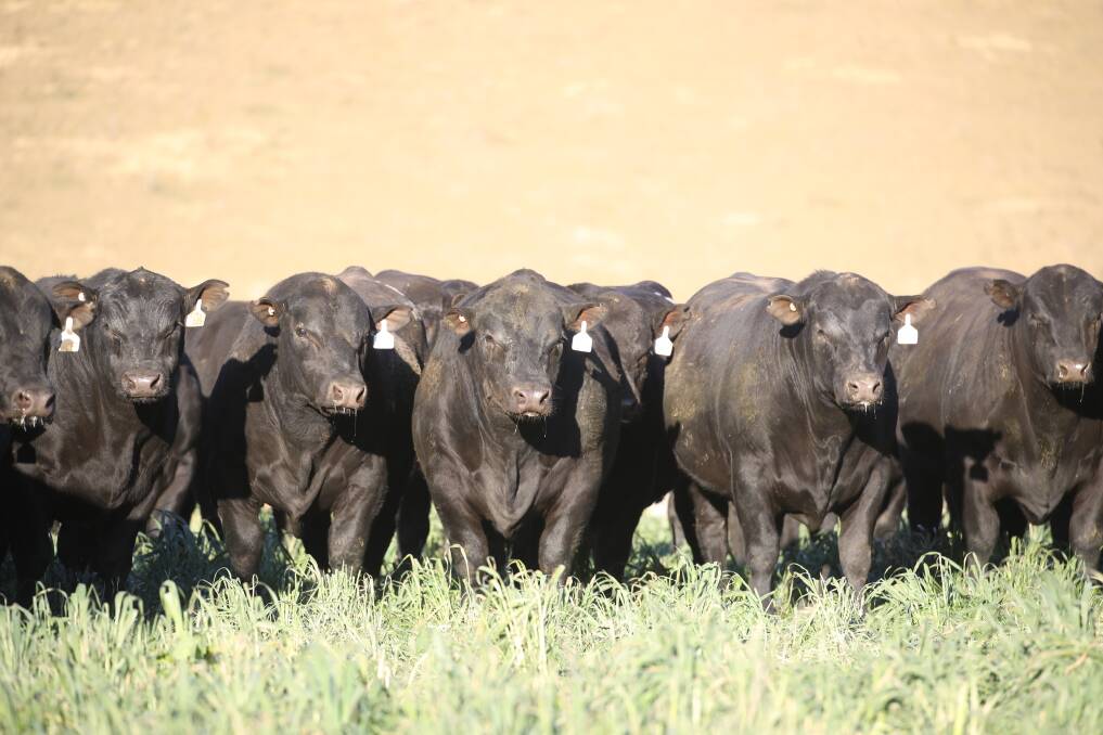 QUALITY: A group of the Knowla two year old sale bulls.