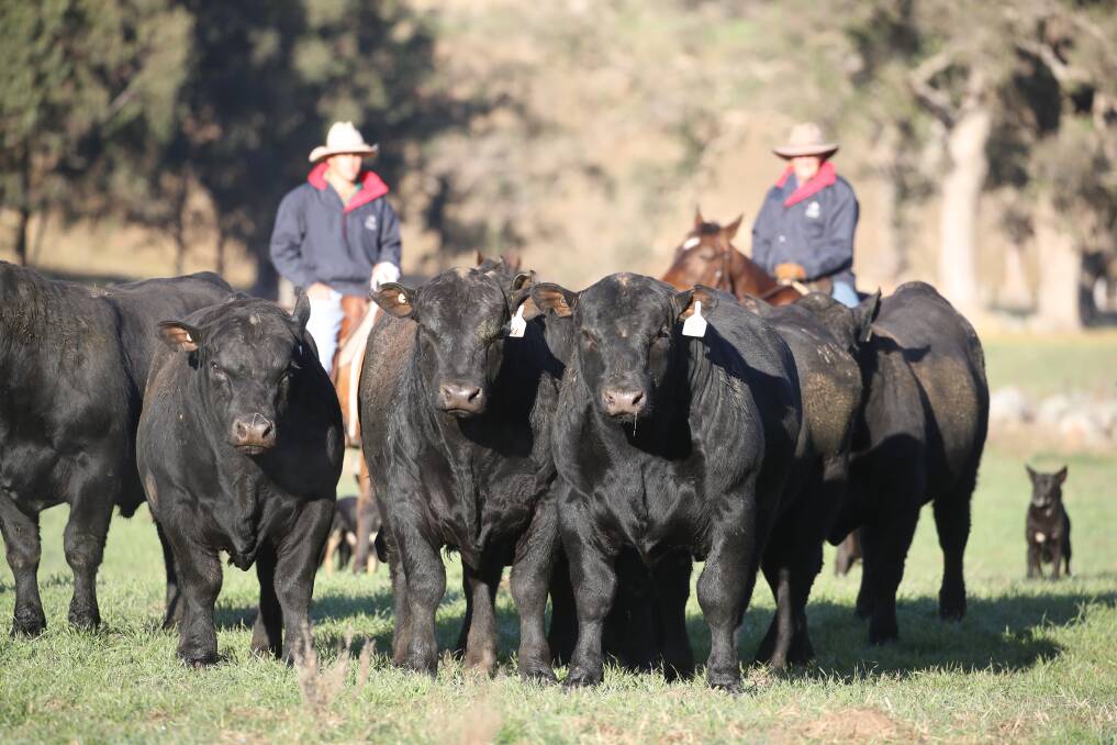 Autumn yearling Knowla sale bulls and stockmen in background.