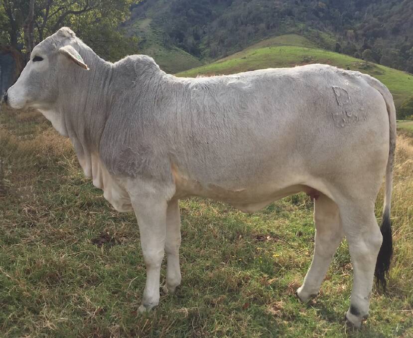 Banarra Ophelia, a Brahman heifer, will be for sale from the opening bid at the Kempsey Stock & Land Pty Ltd 31st Annual All Breeds Bull and Select Female sale on the 27th of July.

