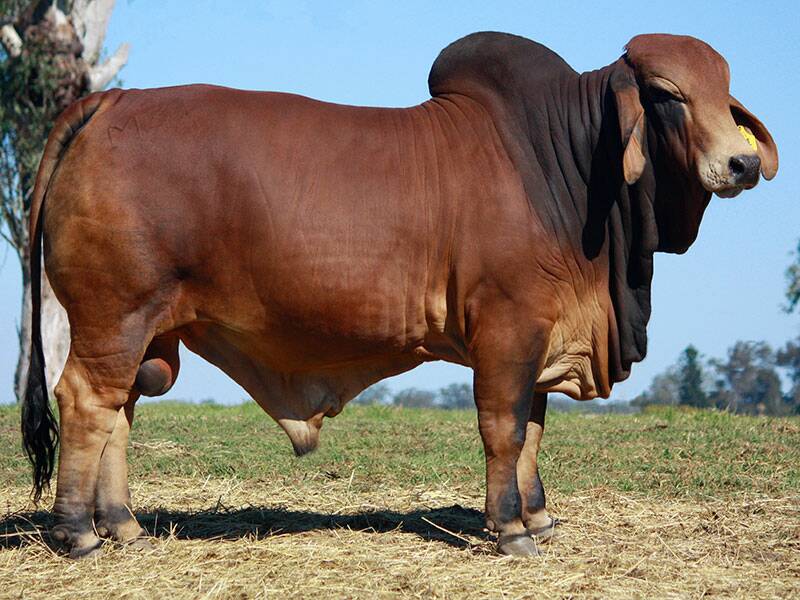 Lot 1, Jomanda Hendrix 924 is one of the bulls that will be on sale at the Bizzy and Jomanda sale in September.
