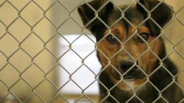 Council to put improving animal shelter on agenda
