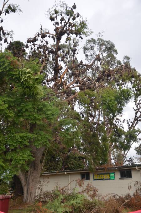 BURDEKIN PARK:  Picture taken in March 2016 when flying fox population had overloaded the historic trees causing large branches to crash to the ground, and ultimately the closure of the park for an extended period.