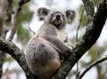 An inquiry is looking at the population decline and conservation status of threatened species. (Dan Himbrechts/AAP PHOTOS)