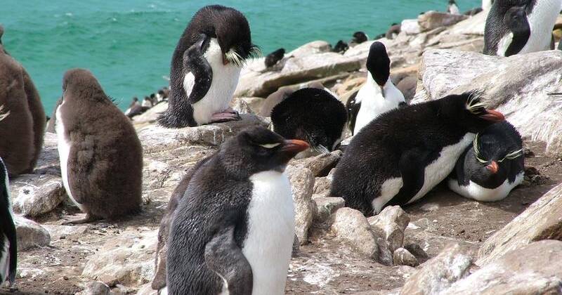 Bird flu found in Falkland Islands, 35 penguins dead - The Singleton Argus