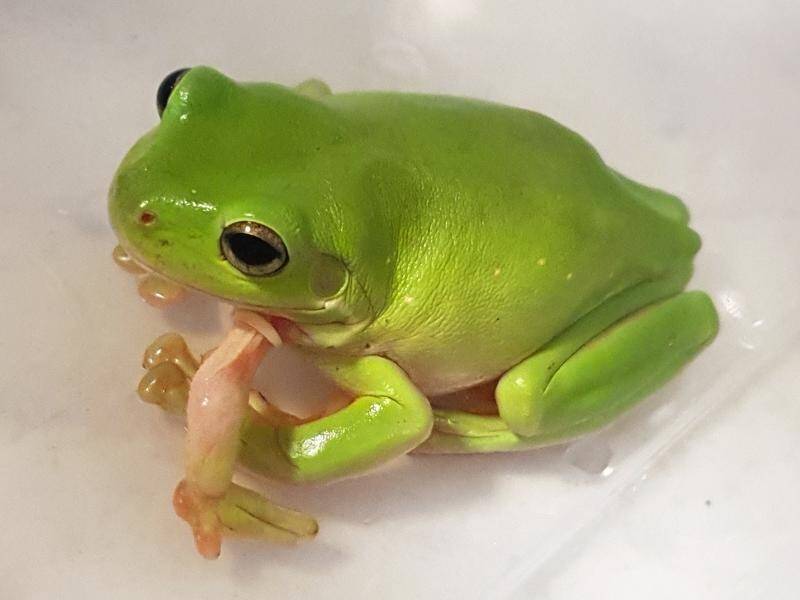 A Green Tree Frog that had a fifth leg amputated can't get home to Mackay because of a travel ban.