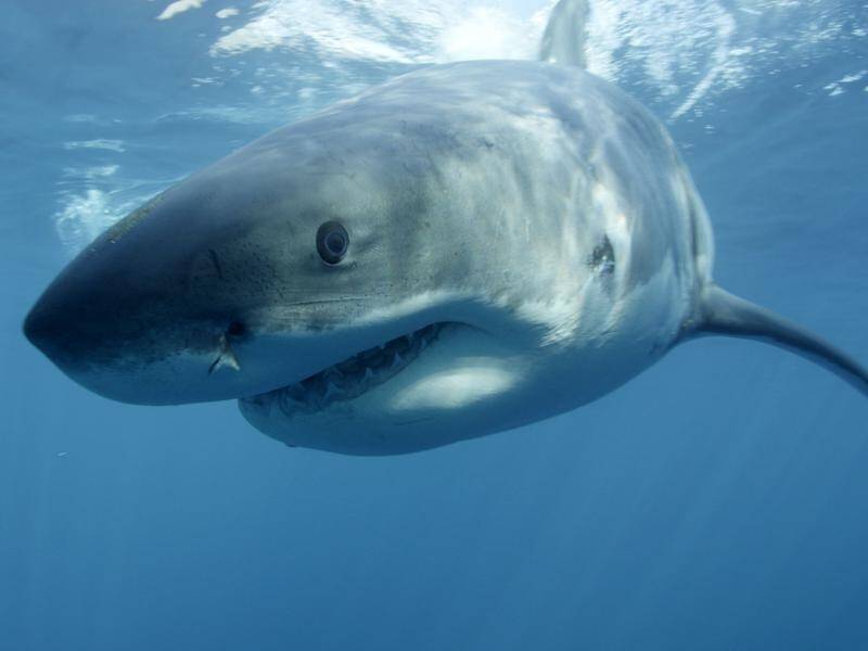 Researchers want to see if the ability of some sharks to sniff out meals applies to great whites.