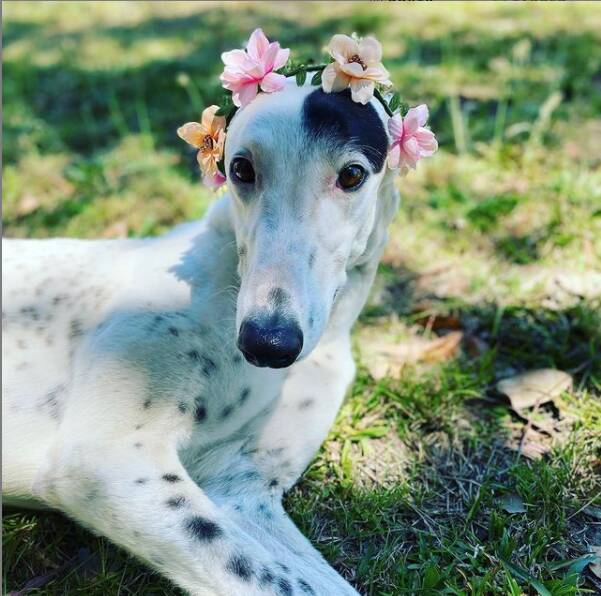 STYLISH PUP: The recently rehomed greyhound Betty White relaxes with her new owner. Photo: courtesy of GRNSW