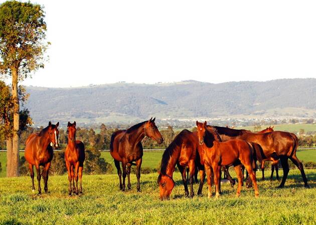  The Hunter's thoroughbred breeders want 10km buffer zones between them and coal mines. Georgina Lomax Photography