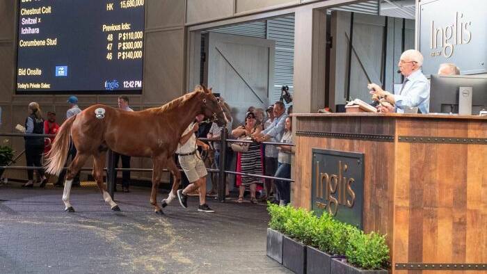 REVAMPED: Australia's biggest and thoroughbred sale has been hobbled by the coronavirus crisis, with this week's Inglis Easter yearling auction to be held solely online. One colt was the first progeny of Cox Plate winner So You Think (Coolmore, Jerrys Plains) to be selected at seven figures.